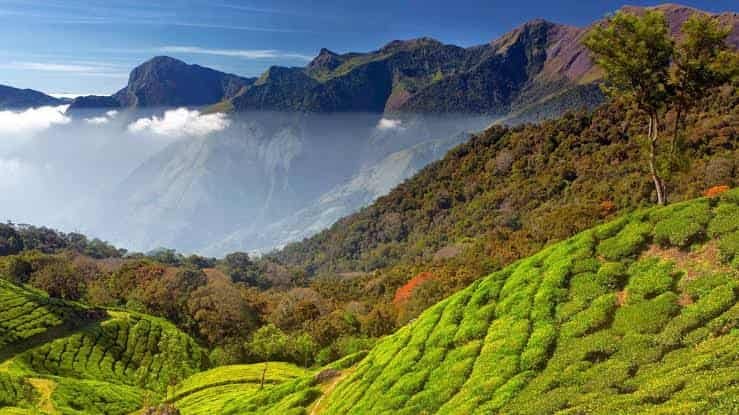 Bison Valley, Kerala: Best Time to Visit, Things to Do, How to Reach