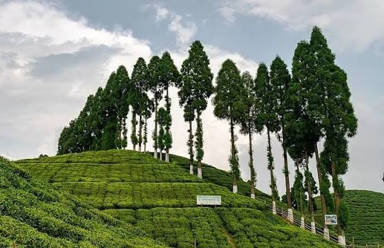 Happy Valley Tea Estate, West Bengal: Best Time to Visit, Things to Do, How to Reach